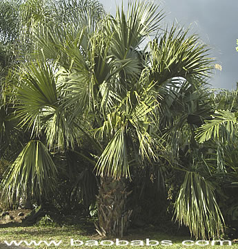 Sabal palmetto